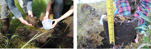 field samples