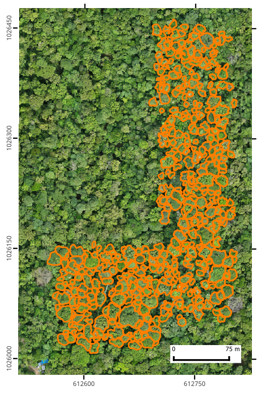 Tree crown map overlaid on orthophotograph for San Lorenzo plot