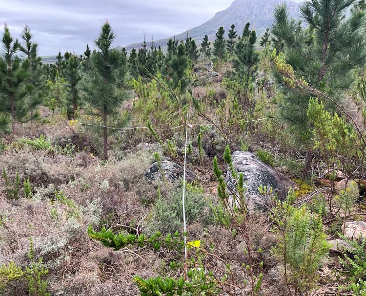 Field photo of plot 301 in Cape Floristic Region, South Africa