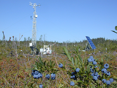 QC2000 harvested Jack Pine site