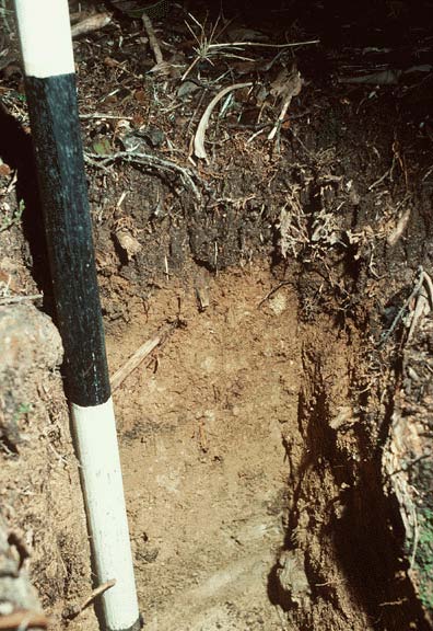 Mull Ridge Soil Profile