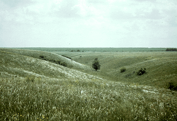 Kurst steppe gully