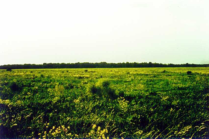 Kurst virgin steppe