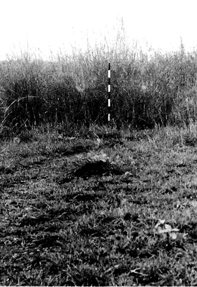 Grassland outside enclosure