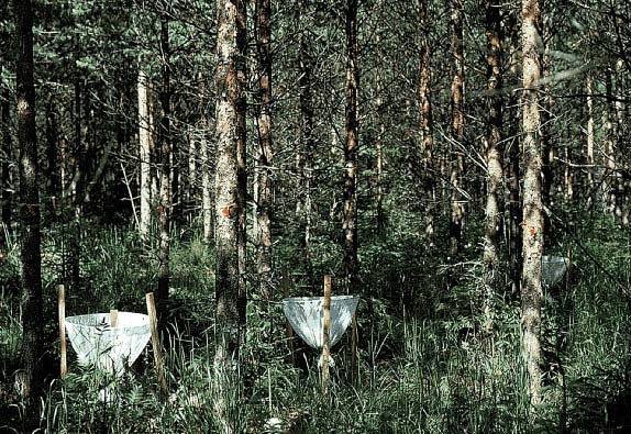 litter traps