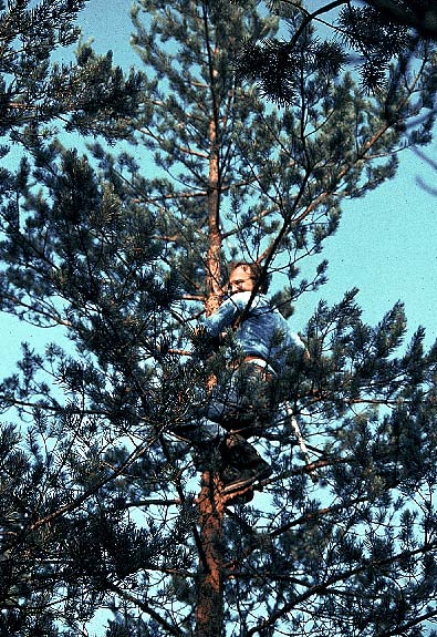 sampling needles