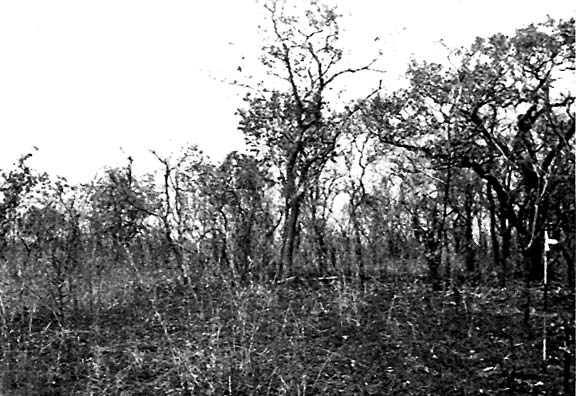 before burning 1957