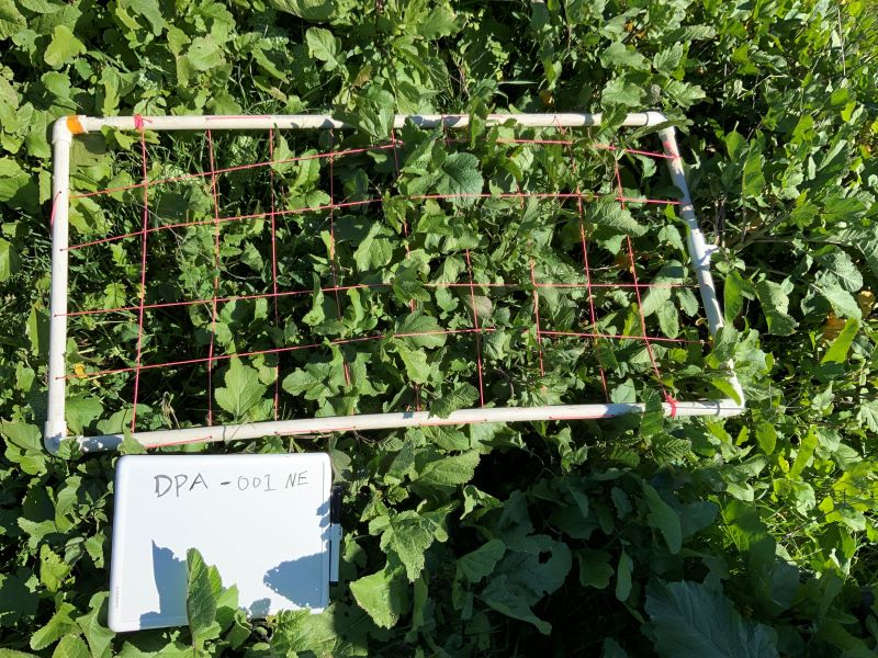 Example quadrat photo