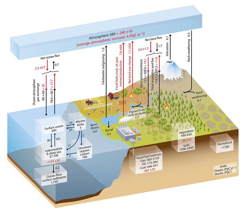 Carbon Cycle